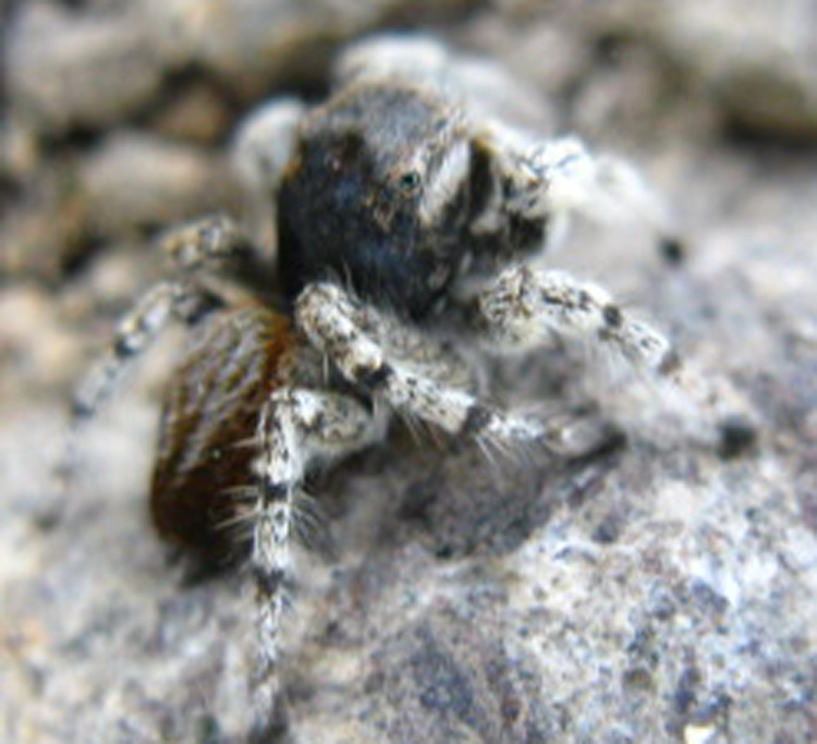Spider at the top of Big Sam, Emigrant Wilderness